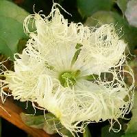 カラスウリ属 夏 先端が綿状に細くさけた白い花