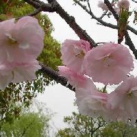 サクラ亜属 春 ピンク八重咲き