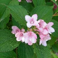 タニウツギ属 春　ピンクの花