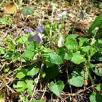 スミレ属 タチツボスミレ