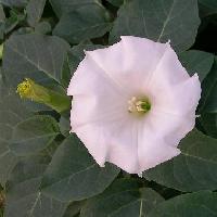 チョウセンアサガオ属 夏 白い花
