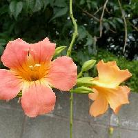 ノウゼンカズラ属 夏 橙色の花