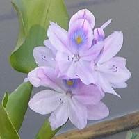 ホテイアオイ属 夏 淡紫色
