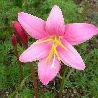 ゼフィランサス属 夏　ピンクの６弁花