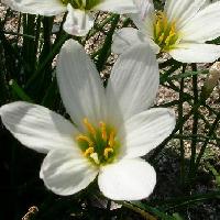 ゼフィランサス属 夏から秋 白い６弁花