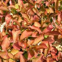 ドウダンツツジ属 秋　真っ赤に紅葉　倒卵形　互生　小鋸歯　