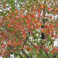 ナンキンハゼ属 秋　赤く紅葉　全縁広卵形互生