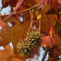 フウ属 秋 褐色に熟すトゲトゲの実