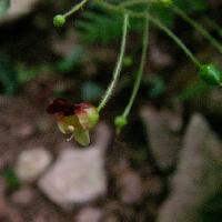 ゴマノハグサ属 夏～初秋 小さな茶色の花