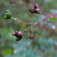 マツカゼソウ属 秋　３～４個の小さな楕円形の実
茶褐色に熟す