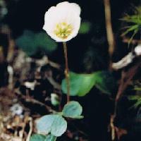 カタバミ属 夏 白い花