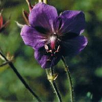 フウロソウ属 夏 紫色の５弁花