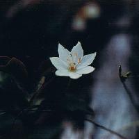 ツマトリソウ属 初夏 小さな白い７弁花