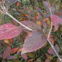 ガマズミ属 対生 卵形 浅い鋸歯
秋　赤く紅葉