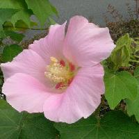 フヨウ属 夏 大き目のピンクの花