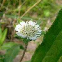 タカサブロウ属 夏 小さな白い花