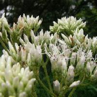 ヒヨドリバナ属 夏秋　雌しべの目立つ小さな白い花