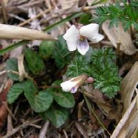 スミレ属 フモトスミレ
