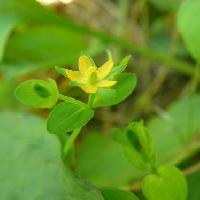 オトギリソウ属 初夏 小さな黄色い花