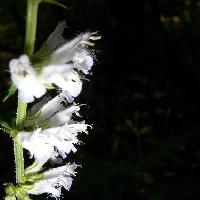 アキギリ属 夏秋 白い花