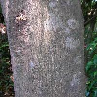 コナラ属 灰褐色の幹