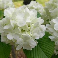ガマズミ属 春 白い花