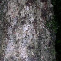 ガマズミ属 灰褐色