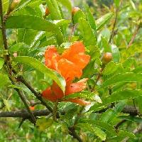 ザクロ属 晩春－初夏 赤橙色の花