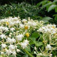 ニワトコ属 夏 白い花