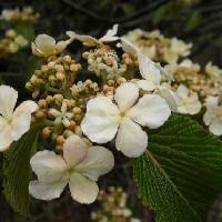 ガマズミ属 春 白い花
