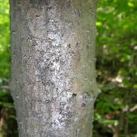 ガマズミ属 灰茶褐色の樹皮