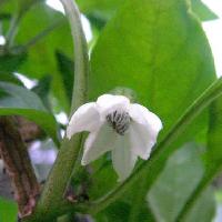 トウガラシ属 夏　小さな白い花