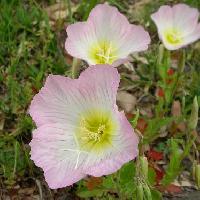 マツヨイグサ属 春 ピンクの４弁花