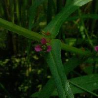 ヒメミソハギ属 夏～秋 赤紫色の小さな４弁花