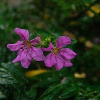 タバコソウ属 夏 小さな白や赤紫色の花