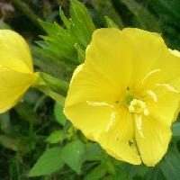 マツヨイグサ属 夏 黄色い花
