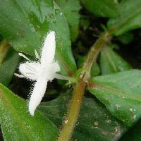 オオフタバムグラ属 夏 小さな白い花