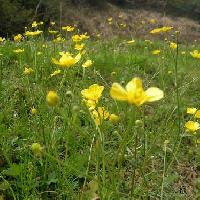 キンポウゲ属 春 光沢のある黄色の花