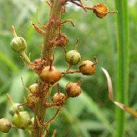 オカトラノオ属 夏 褐色に熟す小さな球形の実