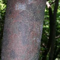 クロモジ属 樹皮は赤茶褐色