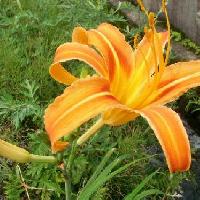 ワスレグサ属 夏 オレンジ色の花