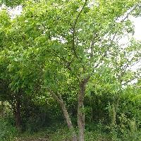 ノグルミ属 ノグルミ