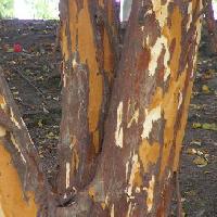 バクチノキ亜属 樹皮がはげて赤茶色のまだら模様になる