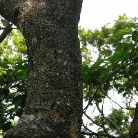 ブナ属 灰褐色の樹皮