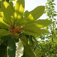 ユズリハ属 やや大きな細長い楕円形 全縁互生開花時に黄色に紅葉
