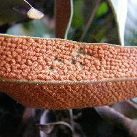 ウラボシ科 葉の裏面には胞子嚢が密生