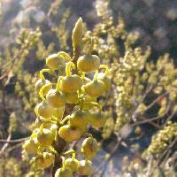 ハマビワ属 晩冬～初春 白黄緑の実のような丸いつぼみ