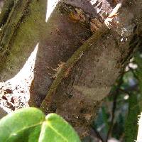 イチジク属 茎から出た付着根で張り付く