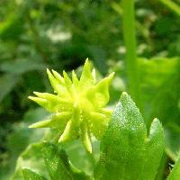 キンポウゲ属 春 茶 扁平 側面に棘状の突起がある種子