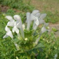 オドリコソウ属 春 白い花